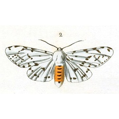 /filer/webapps/moths/media/images/A/acrea_Estigmene_Drury1_3_2.jpg