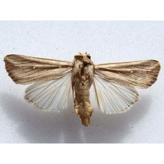 /filer/webapps/moths/media/images/L/loreyi_Leucania_A_Goff.jpg