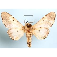/filer/webapps/moths/media/images/S/schausi_Thiacidas_AM_MGCLb_01.jpg