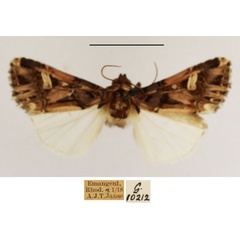 /filer/webapps/moths/media/images/V/vittigera_Odontestra_AM_TMSA_01.jpg