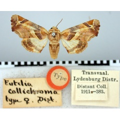 /filer/webapps/moths/media/images/C/callichroma_Eutelia_HT_BMNH.jpg
