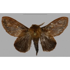 /filer/webapps/moths/media/images/B/barbarae_Pseudometa_PTM_Mueller_02.jpg