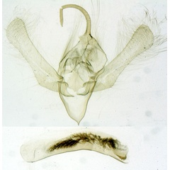 /filer/webapps/moths/media/images/I/incognita_Eulocastra_GMHT_MNHN_612.jpg