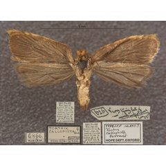 /filer/webapps/moths/media/images/C/callopista_Russograptis_T_OUMNHb_01.jpg
