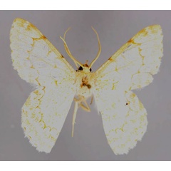 /filer/webapps/moths/media/images/R/rhodozona_Pingasa_A_ZSM_01.jpg