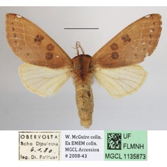 /filer/webapps/moths/media/images/O/oneili_Scalmicauda_A_MGCLa_04.JPG