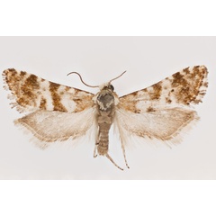 /filer/webapps/moths/media/images/A/asantesana_Cochylimorpha_PTM_ZMHB.jpg