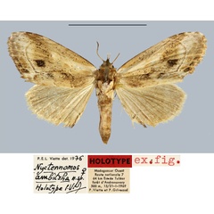 /filer/webapps/moths/media/images/A/ambitsha_Nyctennomos_HT_MNHN.jpg