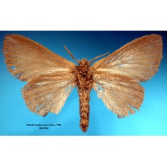 /filer/webapps/moths/media/images/F/fusca_Philotherma_STF_SNHMb.jpg