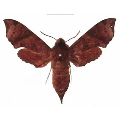 /filer/webapps/moths/media/images/I/iapygoides_Temnora_AF_EMEM.jpg