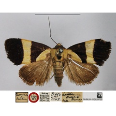 /filer/webapps/moths/media/images/Z/zelia_Acontia_PTF_NHMUK.jpg