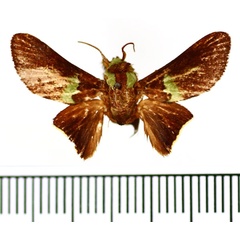 /filer/webapps/moths/media/images/P/pumilus_Latoia_AM_BMNH.jpg