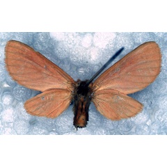 /filer/webapps/moths/media/images/S/subincarnata_Metarctia_PT_RBINS_02.jpg