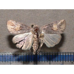 /filer/webapps/moths/media/images/C/curvifera_Bryophilopsis_A_Goff_02.jpg