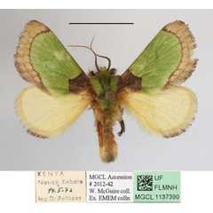 /filer/webapps/moths/media/images/V/vivida_Latoia_A_MGCLa_01.JPG
