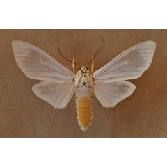/filer/webapps/moths/media/images/B/bubo_Amerila_A_Butler.jpg