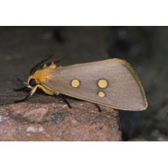 /filer/webapps/moths/media/images/R/ridens_Rhanidophora_A_Roland_01.jpg