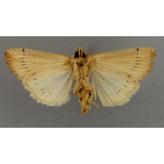 /filer/webapps/moths/media/images/S/sanguinis_Leucania_PT_RMCAb.jpg