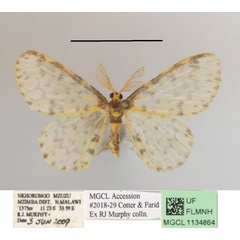 /filer/webapps/moths/media/images/P/parvistictus_Blaboplutodes_A_MGCLa_01.JPG