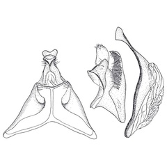 /filer/webapps/moths/media/images/C/cana_Ochromolopis_GMHT_ZMHB.jpg