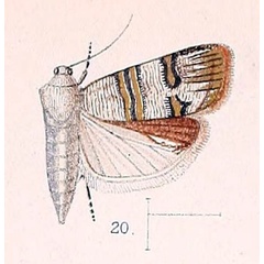 /filer/webapps/moths/media/images/A/albitogata_Nigilgia_HT_Walsingham_1891_4-20.jpg