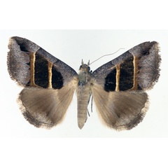 /filer/webapps/moths/media/images/C/congenita_Grammodes_AM_TMSA_02.jpg