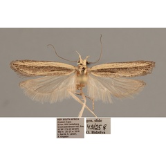 /filer/webapps/moths/media/images/G/galathea_Nothris_AF_NHMO.jpg