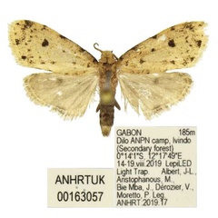 /filer/webapps/moths/media/images/P/perigraphoides_Siccia_PTM_ANHRT.jpg