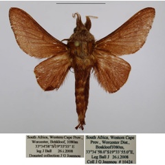 /filer/webapps/moths/media/images/C/concolor_Streblote_AM_TMSA_02.jpg