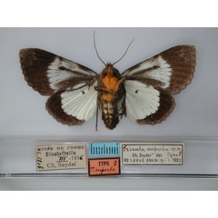 /filer/webapps/moths/media/images/S/superba_Amblyprora_HT_RMCA_02.jpg