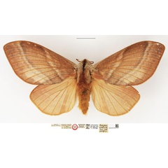 /filer/webapps/moths/media/images/P/papyroides_Pachypasa_HT_NHMUK.jpg
