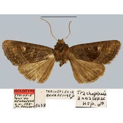 /filer/webapps/moths/media/images/A/annabellae_Tracheplexia_HT_MNHN.jpg