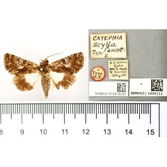 /filer/webapps/moths/media/images/S/scylla_Catephia_HT_BMNH.jpg