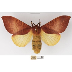 /filer/webapps/moths/media/images/A/alenica_Mallocampa_AF_NHMUK.jpg