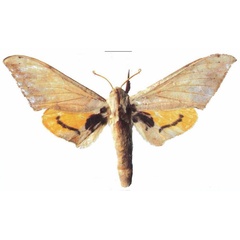/filer/webapps/moths/media/images/E/evestigata_Pseudoclanis_HT_ZMUHa.jpg