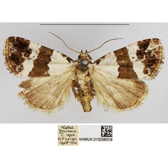 /filer/webapps/moths/media/images/B/blandula_Maliattha_AF_NHMUK.jpg