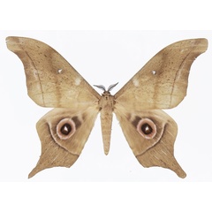 /filer/webapps/moths/media/images/T/truncata_Imbrasia_AM_Basquina.jpg