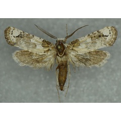 /filer/webapps/moths/media/images/S/semilactea_Meharia_AM_Stroehle.jpg