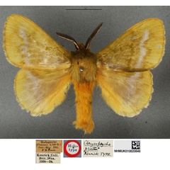 /filer/webapps/moths/media/images/P/pratti_Chrysopsyche_LT_BMNH.jpg