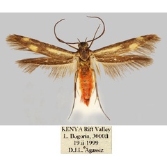 /filer/webapps/moths/media/images/A/agassizi_Eretmocera_HT_BMNH_6lxlkVc.jpg