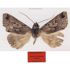 /filer/webapps/moths/media/images/B/basquini_Ophiusa_HT_MNHN.jpg