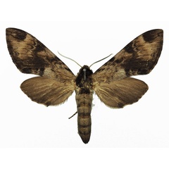 /filer/webapps/moths/media/images/J/jordani_Pantophaea_AF_Basquin_01.jpg