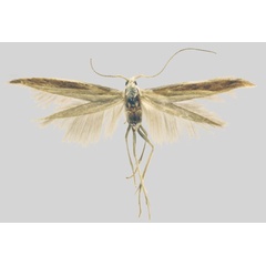 /filer/webapps/moths/media/images/C/comparata_Coleophora_HT_Baldizzone.jpg