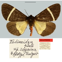 /filer/webapps/moths/media/images/C/celsicola_Fodinoidea_AT_MNHN.jpg