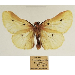 /filer/webapps/moths/media/images/P/plicata_Soloe_AM_TMSA.jpg