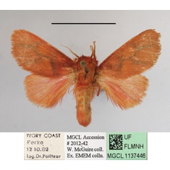 /filer/webapps/moths/media/images/L/lateritia_Micraphe_A_MGCLa_01.JPG