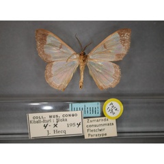 /filer/webapps/moths/media/images/C/consummata_Zamarada_PT_RMCA_02.jpg