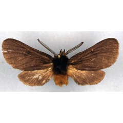 /filer/webapps/moths/media/images/P/pavlitzkae_Metarctia_HT_ZSM_01.jpg