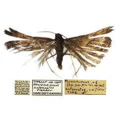 /filer/webapps/moths/media/images/A/antennatus_Microschismus_HT_OUMNH.jpg