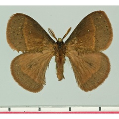 /filer/webapps/moths/media/images/A/aspersa_Decachorda_AM_Basquin.jpg